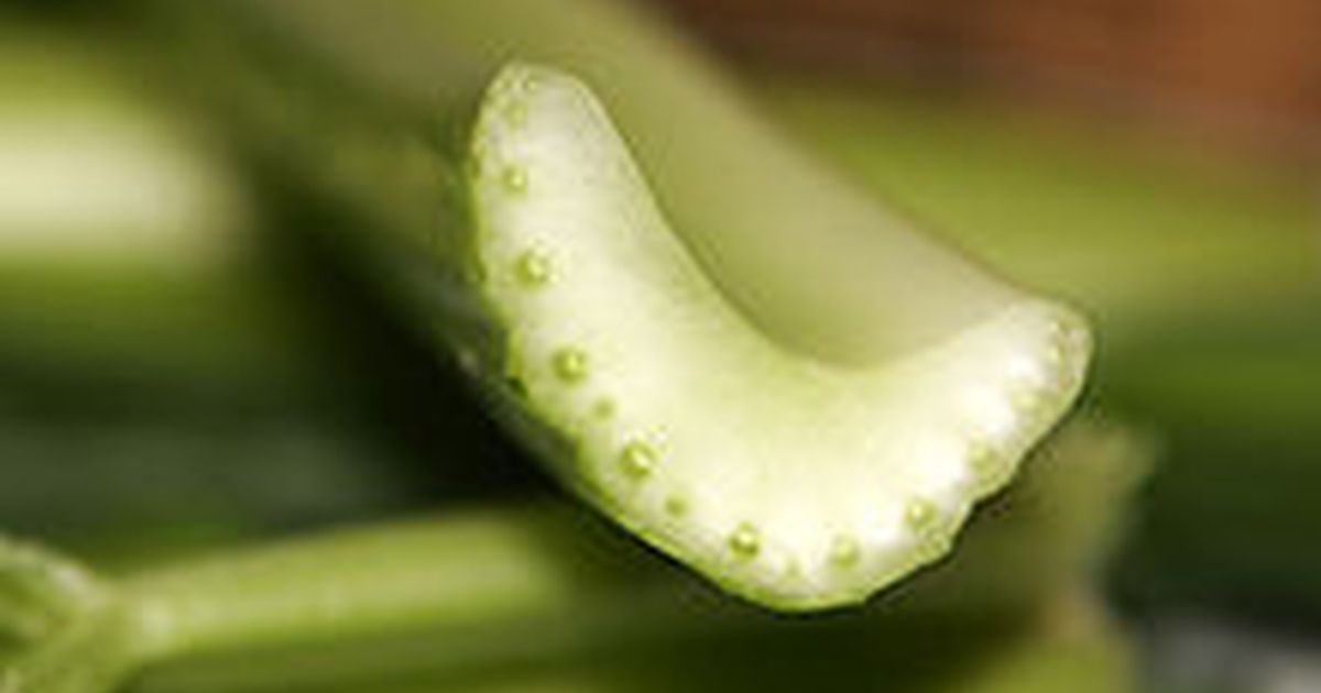 God Admits Creation Of Celery A Joke