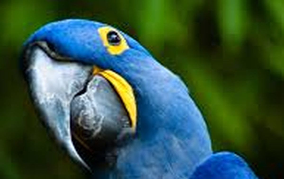 Parrots In Awe At NY Times Ability To Repeat Anti-Israel Propaganda