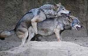 Korean_wolves_mating_(cropped)