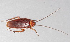 American-cockroach