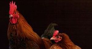 Obama Refuses To Pardon Kapparot Chickens