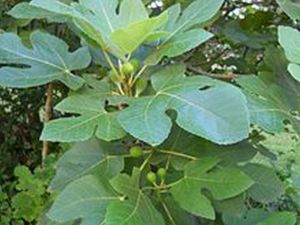 fig leaves