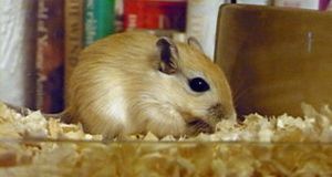 Gerbils Who Caused Black Death Hiding Out In Israel