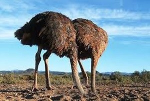 ostriches