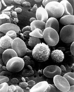 blood_cells