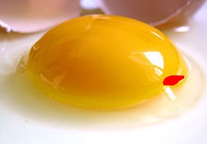 egg