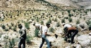 JNF Shifts To Planting Only Gharqad Trees