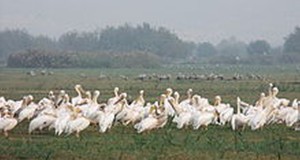 Migrating Birds Reject BDS, Fly Over Israel