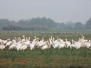 hula-valley-migrating-birds