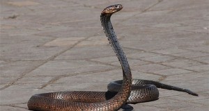 PETA Denounces Aaron, Moses For Cruelty To Serpents