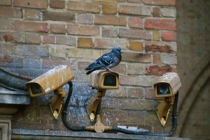 pigeon on cameras