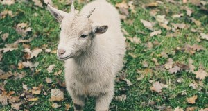 Vegan Refuses To Sing ‘Had Gadya’