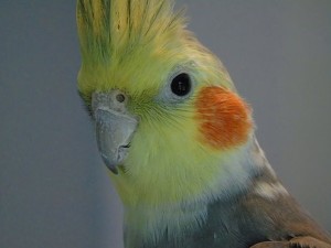 cockatiel