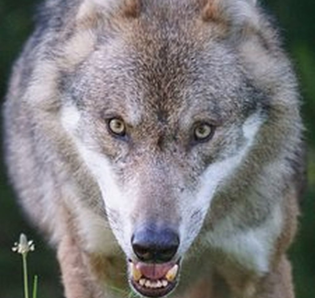 Boy Who Cried Wolf Shaking Head At Repeated Touting Of Palestinian