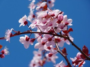 almond branch