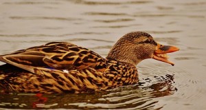 Community In Uproar Over Discovery That ‘Tashlich’ Not About Feeding Ducks, Fish