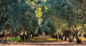 Is It Blame-Jews-For-Cutting-Down-My-Olive-Trees Season Yet?