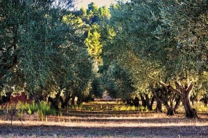 olive trees