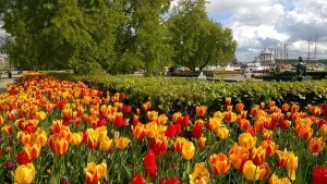 Oslo tulips