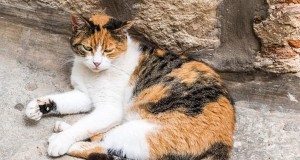 Area Stray Can’t Grasp Why Humans Keep Banishing It From Warm, Food-Filled House