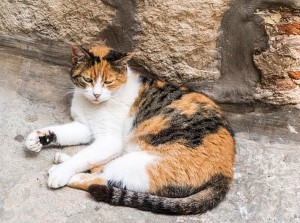 calico