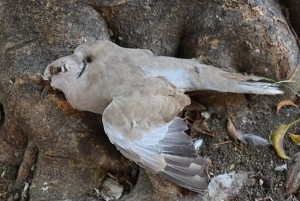 dead pigeon