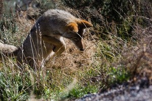 jackal