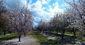 Anti-Religion Activist Finds Way To Paint Tu Bishvat Nature-Celebration As Anti-Nature