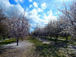 almond tree blossoming