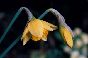 drooping flower