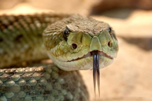 rattlesnake