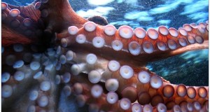 Octopuses Depict Enemies As Antisemites