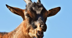 UN Condemns Israel For High Priest Throwing Palestinian Goat Off Cliff On Yom Kippur