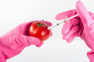 GMO tomato