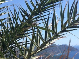 palm fronds