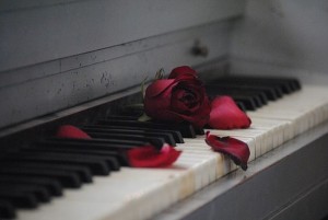 piano rose