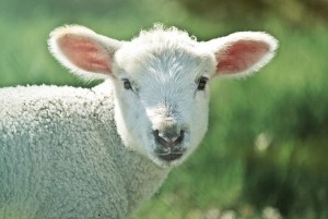 lamb