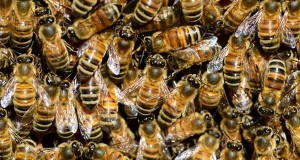 MK: Zionists Enslave Millions Of Bees To Make Rosh Hashanah Honey