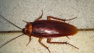 cockroach