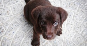 Israeli Man Buys Brown Dog, Doesn’t Name It ‘Shoko’
