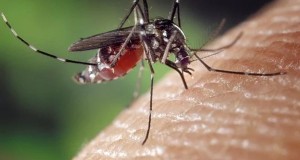 Lockdown: Mosquito Also Sick Of Your Family