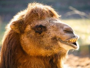 camel bearing teeth