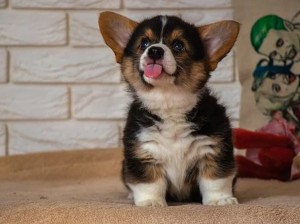 Welsh corgi