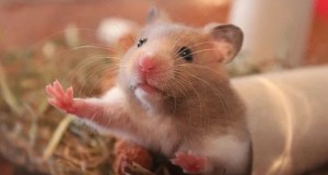 2nd-Grader Suspended For Misgendering Classroom Hamster