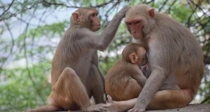 Investment Firms Compete For Best Stock-Picking Monkeys