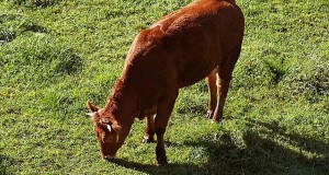 Frankenstein, Igor Bummed At Having To Get Sprinkled By Red Heifer Ash