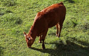 red heifer