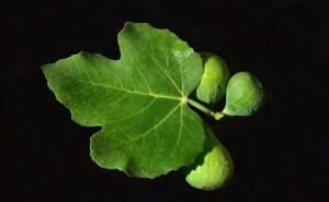 fig leaf