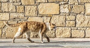 Cat Can’t Believe It Wasted Sixth Life On Trying To Cross Betzalel St.