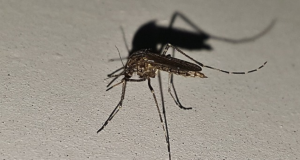 Late-Winter Mosquito Obviously A Mossad Mini-Drone